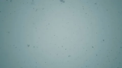 Falling Snow #10 - Graded - 4K Stock Footage 145921691