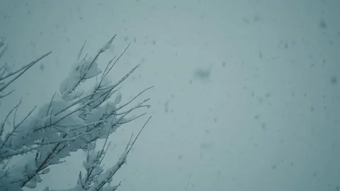 Falling Snow #2 - Graded - 4K Stock Footage 145884147