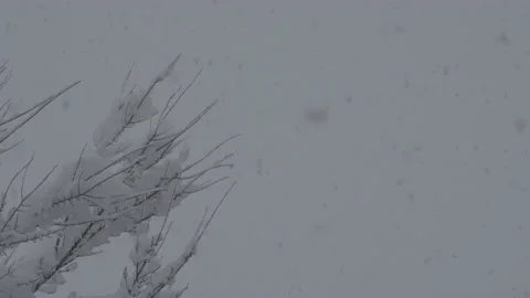 Falling Snow #2 - Sony S-Log3 Ungraded - 4K Stock Footage 145884689