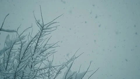 Falling Snow #3 - Graded - 4K Stock Footage 145886978