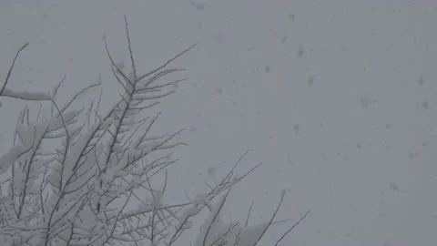 Falling Snow #3 - Sony S-Log3 Ungraded - 4K Stock Footage 145886541