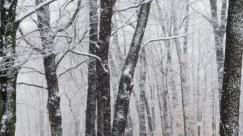 Falling Snow 4K Stock Footage 83943255