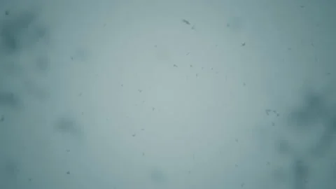 Falling Snow #7 - Graded - 4K Stock Footage 145918649