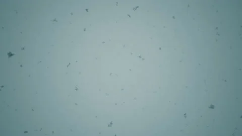 Falling Snow #8 - Graded - 4K Stock Footage 145919778