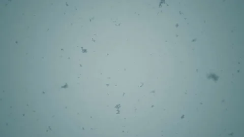 Falling Snow #9 - Graded - 4K Stock Footage 145920933