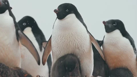 Falling Snow With Adélie Penguins And Chicks In Antarctica. Close-up Shot Stock Footage 336038722