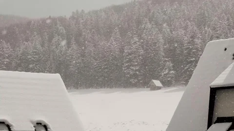Falling snow against the backdrop of a forest in the village Stock Footage 315905474