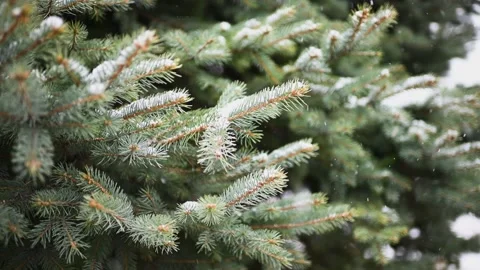 Falling snow against the background of snow-covered branches of a Christmas tree Stock-Footage 220134444