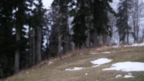 Falling snow against the background of trees. Small snowdrifts winter forest. Stock Footage 232722890