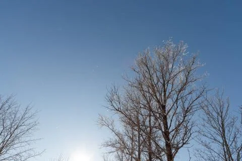Falling snow against a blue sky and a tree Stock Photos