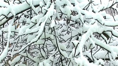 Falling snow against branches loaded with snow Video stock 71790074