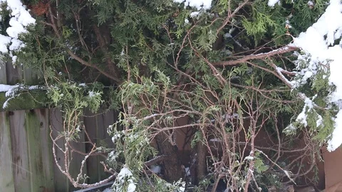 Falling snow against the green hedge on a cold winter day. Stock Footage 105524562