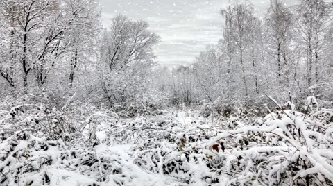 Falling snow against a snowy background forest Stock Footage 43104758