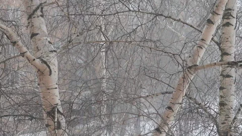 Falling snow among the birches Stock Footage 85703972