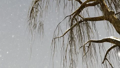 Falling snow and dead trees in winter Stock Footage 247324645