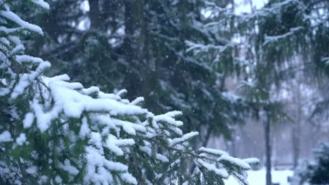 Falling snow and fir branches in the park, slow motion Stock Footage 258782680