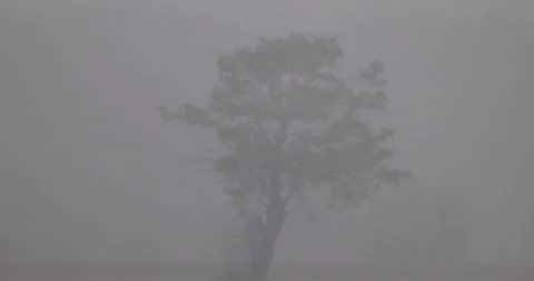 Falling snow and tree, 4K slomo Stock Footage 168032236