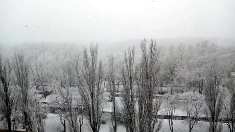 Falling snow and white trees in winter in a beautiful city park. Stock Footage 127488180