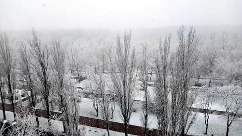 Falling snow and white trees in winter in a beautiful city park Kiev, Ukraine. Stock Footage 127489539