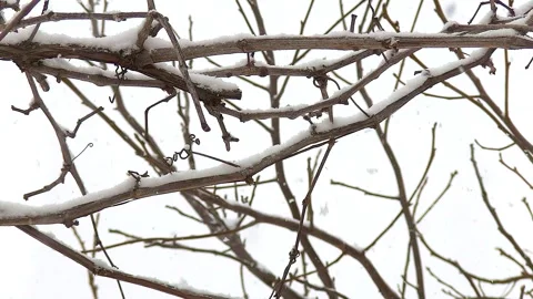 Falling snow on the background of bare plants. Snow is falling Stock Footage 213876288