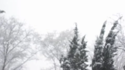 Falling snow on the background of blurry trees, blurred background in winter Stock Footage 169482199
