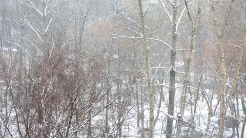 Falling snow background 库存影片 88076389