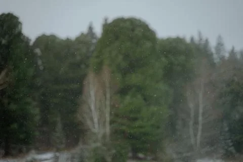 Falling snow on the background of green forest, first snow, blurred backgroun Stock Photos