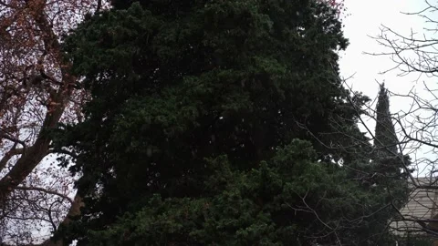 Falling snow on the background of a large green cypress Stock Footage 146650791