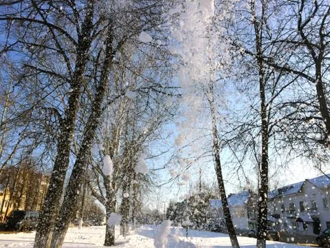 Falling snow on the background of tree branches Foto stock