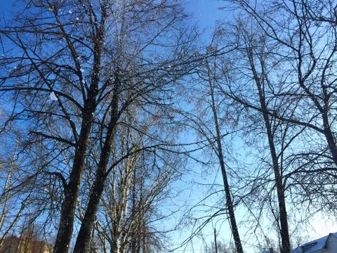 Falling snow on the background of tree branches Fotos de archivo