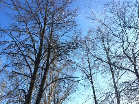 Falling snow on the background of tree branches Foto stock