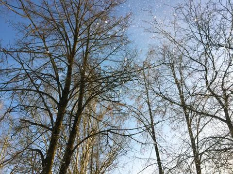 Falling snow on the background of tree branches Foto stock