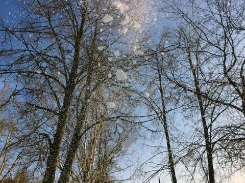 Falling snow on the background of tree branches Foto stock