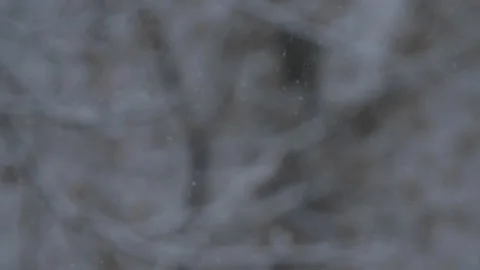 Falling snow on a blurred background with snow covered trees. Big snow flakes. Stock Footage 100888063