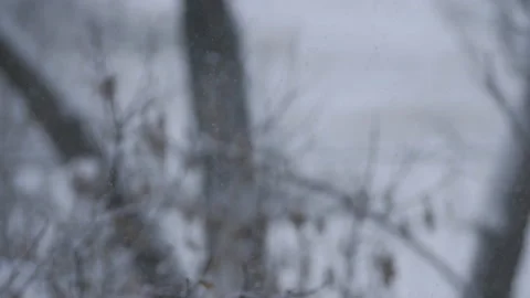 Falling snow on a blurred background with snow covered trees. Big snow flakes. Stock Footage 100888165