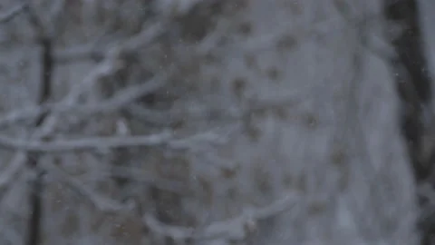 Falling snow. Blurred winter background. Snowing dream. White cold weather Stock Footage 100888061