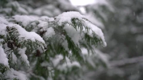 Falling snow  on branches of winter trees. heavy snowfall. White fluffy snow. Stock Footage 256792030