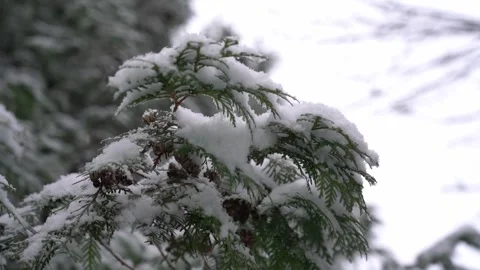 Falling snow  on branches of winter trees. heavy snowfall. White fluffy snow. Stock Footage 257560819
