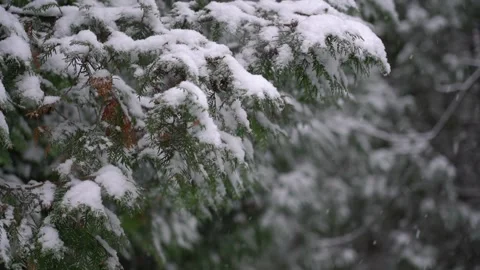 Falling snow  on branches of winter trees. heavy snowfall. White fluffy snow. Stock Footage 289290490