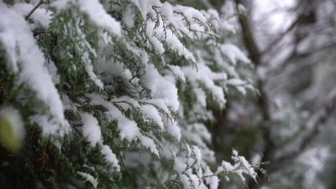Falling snow  on branches of winter trees. heavy snowfall. White fluffy snow Stock Footage 290114097