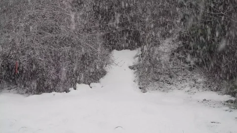 Falling snow with bushes at the background Stock Footage 84150987