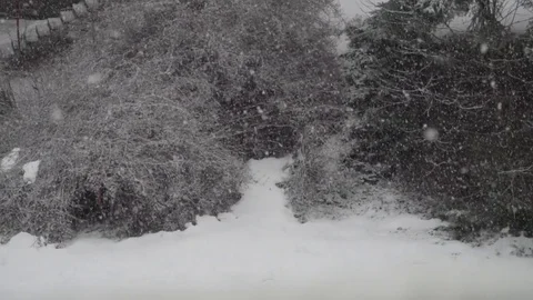 Falling snow with bushes at the background. Slow motion Stock Footage 84151161