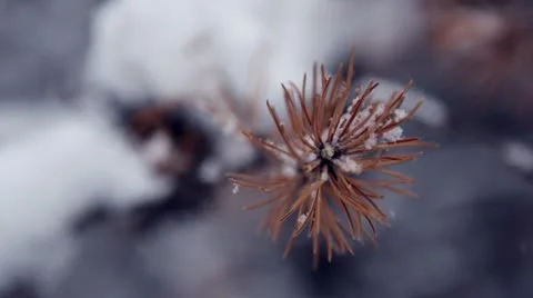 Falling snow coating pine needles on end of branch in close-up Stock Footage 22028749
