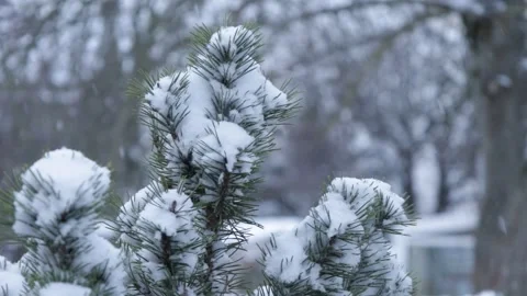 Falling snow on covered pine branches in nature Video stock 326045610