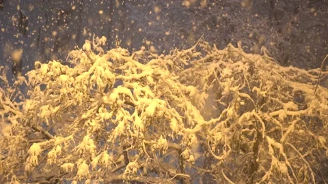 Falling Snow Covered Tress. Stock Footage 198702673