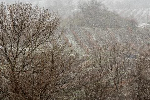 Falling snow falls on agricultural fields Stock Photos