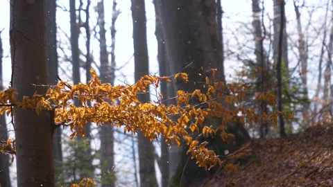 Falling snow flakes in the forest. Macro snow particles in the sun light Video stock 150569675