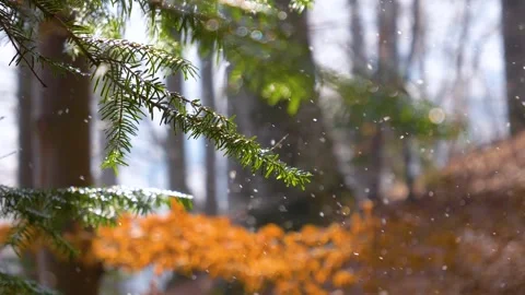 Falling snow flakes in the forest. Macro snow particles in the sun light Stock Footage 150569757