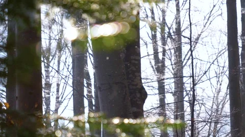 Falling snow flakes in the forest. Macro snow particles in the sun light 스톡 동영상 150569825