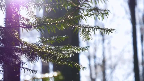 Falling snow flakes in the forest. Macro snow particles in the sun light Vídeo Stock 150569843